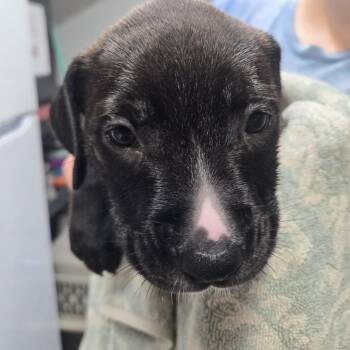 Coral -  Mixed Breed Dog for Adoption in Lake Panasoffkee, Florida - Coral | PetCurious