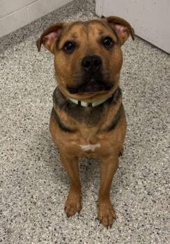 Montana -  Shepherd and Pit Bull Terrier Dog for Adoption in Kansas City, Missouri - Montana | PetCurious
