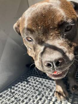 RUFUS -  Mixed Breed Dog for Adoption in Dallas, Texas - RUFUS | PetCurious