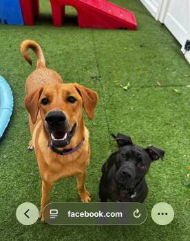 Penny -  Rhodesian Ridgeback Dog for Adoption in Mt. Juliet, Tennessee - Penny | PetCurious