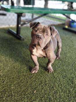 GAMMA -  English Bulldog Dog for Adoption in Doral, Florida - GAMMA | PetCurious