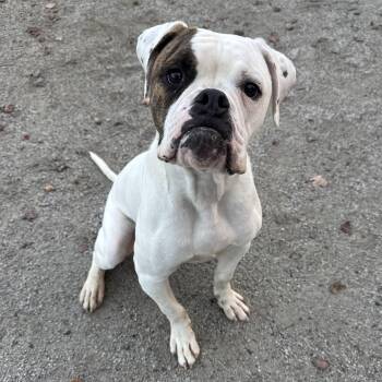 Rescue Bulldog Dogs for Adoption in Philadelphia, Pennsylvania - Soy Milk | PetCurious