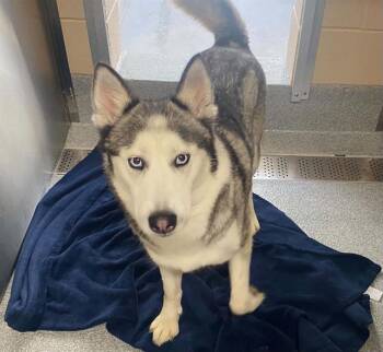 DANDELION -  Siberian Husky Dog for Adoption in Tustin, California - DANDELION | PetCurious