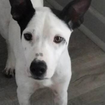 Orca -  Whippet Dog for Adoption in Myrtle Beach, South Carolina - Orca | PetCurious