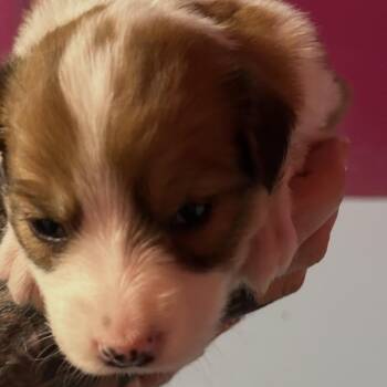 NUTMEG -  Border Collie and Mixed Breed Dog for Adoption in Richmond, California - NUTMEG | PetCurious