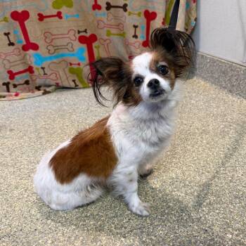 IVHS-Stray-140055 -  Chihuahua and Papillon Dog for Adoption in San Gabriel, California - IVHS-Stray-140055 | PetCurious