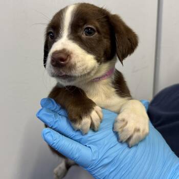 Pointer and Cattle Dog Dogs Available for Adoption in Hattiesburg, Mississippi - Rynn | PetCurious