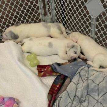 American Staffordshire Terrier Dogs Available for Adoption in San Antonio, Texas - Cameron | PetCurious
