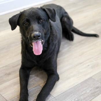 Midnight -  Black Labrador Retriever Dog for Adoption in New Orleans, Louisiana - Midnight | PetCurious