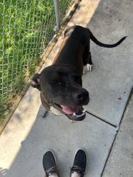 Pit Bull Terrier and Mixed Breed Dogs Available for Adoption - Drako | PetCurious