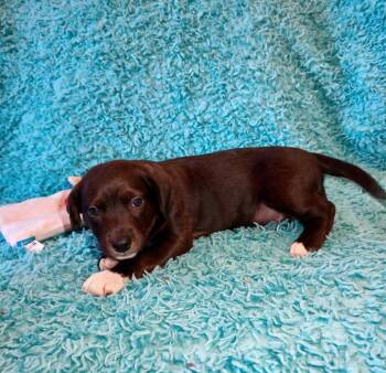 Nevin -  Feist and Mixed Breed Dog for Adoption in Clarksville, Tennessee - Nevin | PetCurious