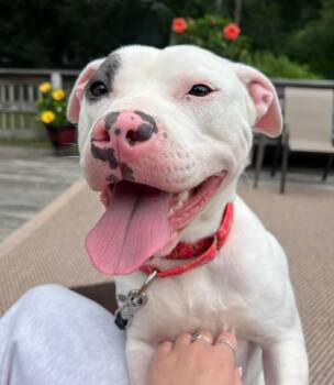 Artemis -  Pit Bull Terrier Dog for Adoption in Medfield, Massachusetts - Artemis | PetCurious
