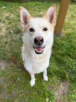 Cosmo Tag 907 -  German Shepherd Dog Dog for Adoption in Central Islip, New York - Cosmo Tag 907 | PetCurious