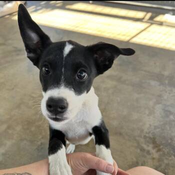 Fern -  Rat Terrier and German Shepherd Dog Dog for Adoption in Littlerock, California - Fern | PetCurious