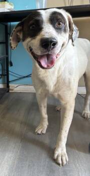Tobias -  Great Pyrenees and Mixed Breed Dog for Adoption in West Memphis, Arkansas - Tobias | PetCurious