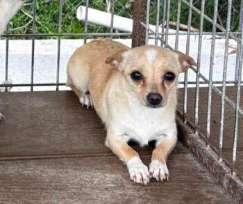 Chihuahua Dogs Available for Adoption in Savannah, Georgia - Evita | PetCurious