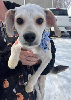 Terrier and Poodle Dogs Available for Adoption - Fluffy | PetCurious