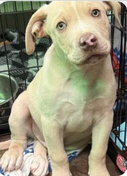 Bulldozer (Seven Wonders 2026) -  Pit Bull Terrier and Mixed Breed Dog for Adoption - Bulldozer (Seven Wonders 2026) | PetCurious