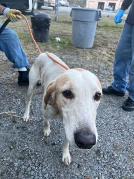 Rescue Terrier Dogs for Adoption in Winnsboro, South Carolina - Ramsey | PetCurious