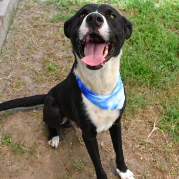 Woodrow -  Black Labrador Retriever and Mixed Breed Dog for Adoption in Beaumont, Texas - Woodrow | PetCurious