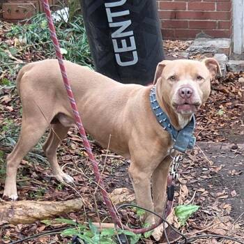 Mixed Breed Dogs Available for Adoption - 01/23/2026-Stray-MotecelloDrive | PetCurious