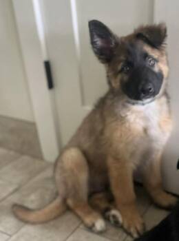 German Shepherd Dog Dogs Available for Adoption in Crystal Lake, Illinois - Hershey | PetCurious