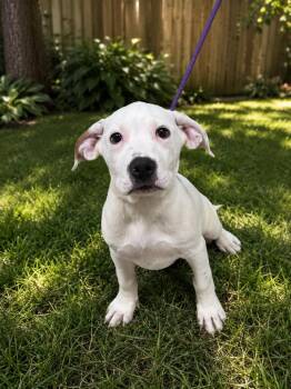 Hank “Howl-y Jr.” Barkington -  Labrador Retriever Dog for Adoption in Chattanooga, Tennessee - Hank “Howl-y Jr.” Barkington | PetCurious