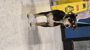 Rescue Terrier Dogs for Adoption in Tracy, California - Mia | PetCurious