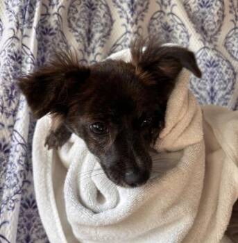 Affogato -  Terrier and Mixed Breed Dog for Adoption in Honolulu, Hawaii - Affogato | PetCurious