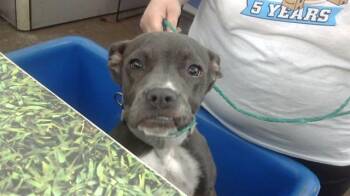 Rescue Mixed Breed Dogs for Adoption in Dallas, Texas - BLUE DREAM | PetCurious