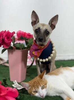 Coco-One of our Amazing Rescue Dogs -  Chihuahua and Mixed Breed Dog for Adoption in Carlsbad, California - Coco-One Of Our Amazing Rescue Dogs | PetCurious