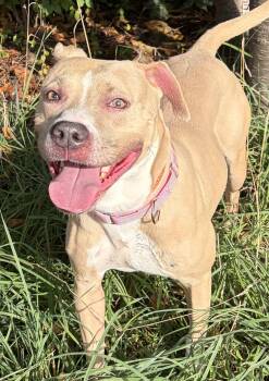 Pickles -  Mixed Breed Dog for Adoption in Mckeesport, Pennsylvania - Pickles | PetCurious