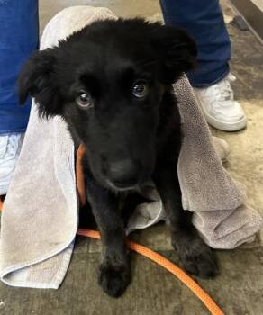 AMMY -  German Shepherd Dog and Siberian Husky Dog for Adoption in Ontario, California - AMMY | PetCurious