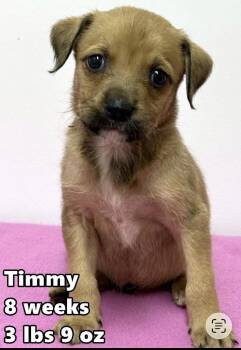 Timmeo -  Border Terrier Dog for Adoption in Bull Valley, Illinois - Timmeo | PetCurious
