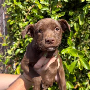 Carly -  Labrador Retriever and Mixed Breed Dog for Adoption in Goleta, California - Carly | PetCurious