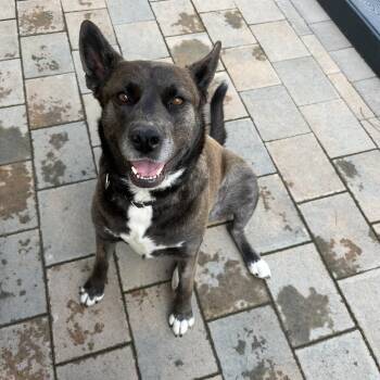 Rescue Cattle Dog and Mixed Breed Dogs for Adoption in San Diego, California - Annie | PetCurious