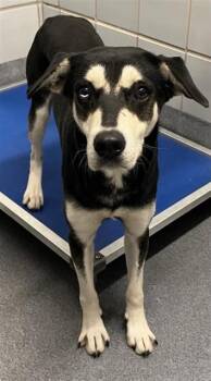 Siberian Husky Dogs Available for Adoption - DEWEY | PetCurious