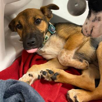 Charles Dickens -  German Shepherd Dog and Border Collie Dog for Adoption in Austin, Texas - Charles Dickens | PetCurious