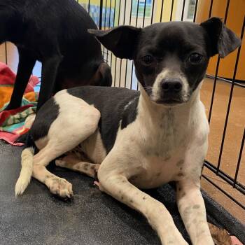 Aramis -  Chihuahua Dog for Adoption in Lynchburg, Virginia - Aramis | PetCurious