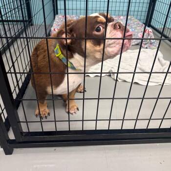 Harold -  English Bulldog Dog for Adoption in Houston, Texas - Harold | PetCurious