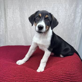 Marley -  Australian Shepherd and Coonhound Dog for Adoption in Atlanta, Texas - Marley | PetCurious