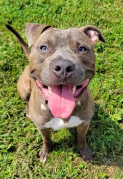 Spaz -  Pit Bull Terrier Dog for Adoption in Lisbon, Ohio - Spaz | PetCurious