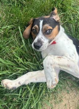 Beagle Dogs Available for Adoption in Sparta, Illinois - Cash | PetCurious