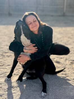 Mixed Breed Dogs Available for Adoption in Muskegon, Michigan - Samson | PetCurious