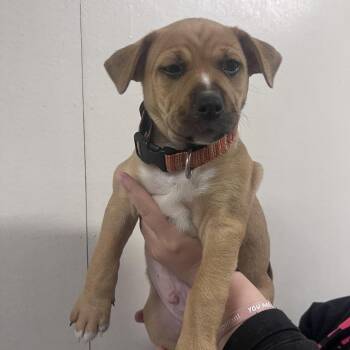 Huck -  Pit Bull Terrier and Mixed Breed Dog for Adoption in Belfair, Washington - Huck | PetCurious