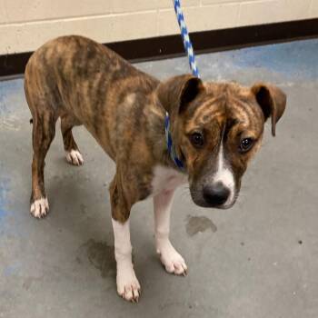 Mixed Breed Dogs Available for Adoption in Memphis, Tennessee - SERINA | PetCurious