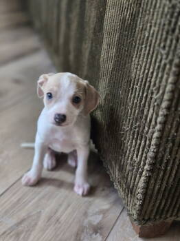 Rescue Jack Russell Terrier and Boston Terrier Dogs for Adoption in The Woodlands, Texas - Gnocchi | PetCurious