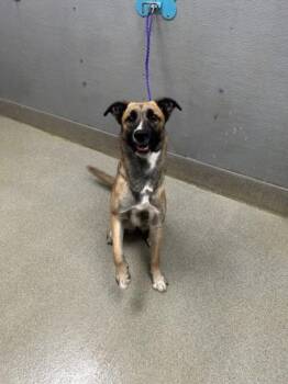 Belgian Shepherd Malinois Dogs Available for Adoption - ASH | PetCurious