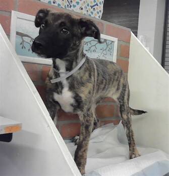 Labrador Retriever and Mixed Breed Dogs Available for Adoption in Houston, Texas - MOLLY | PetCurious