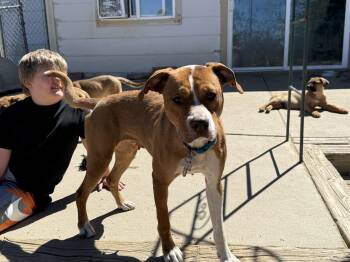 Pit Bull Terrier Dogs Available for Adoption in Littleton, Colorado - Ariel | PetCurious